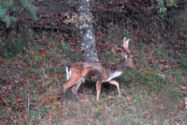 QUIZ:  INDOVINA L''UNGULATO!!! (per i non 